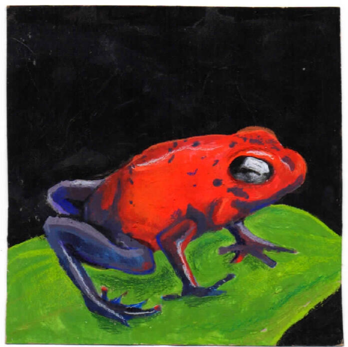 One of the most poisonous frogs of the world